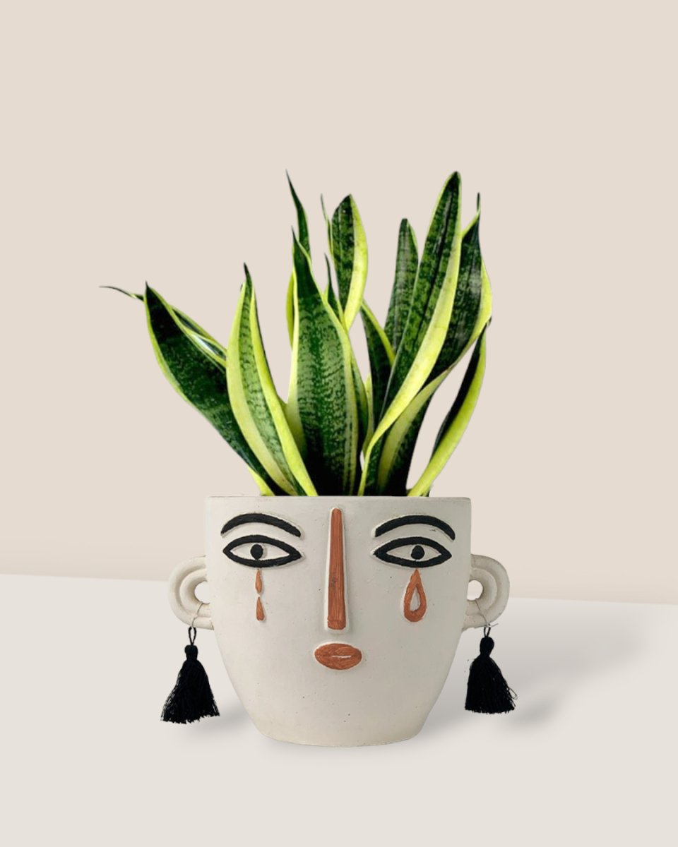 Sansevieria Trifasciata 'Futura Superba' paired polly planter - white short