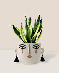 Sansevieria Trifasciata 'Futura Superba' paired polly planter - white short