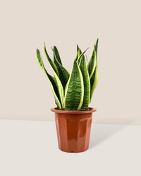 Sansevieria Trifasciata 'Futura Superba' paired with grow pot