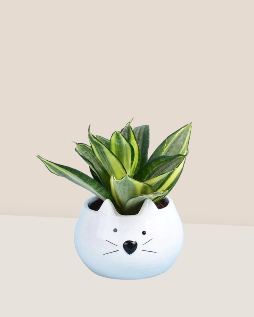 Sansevieria Trifasciata ‘Golden Hahnii’ paired with kitty planter