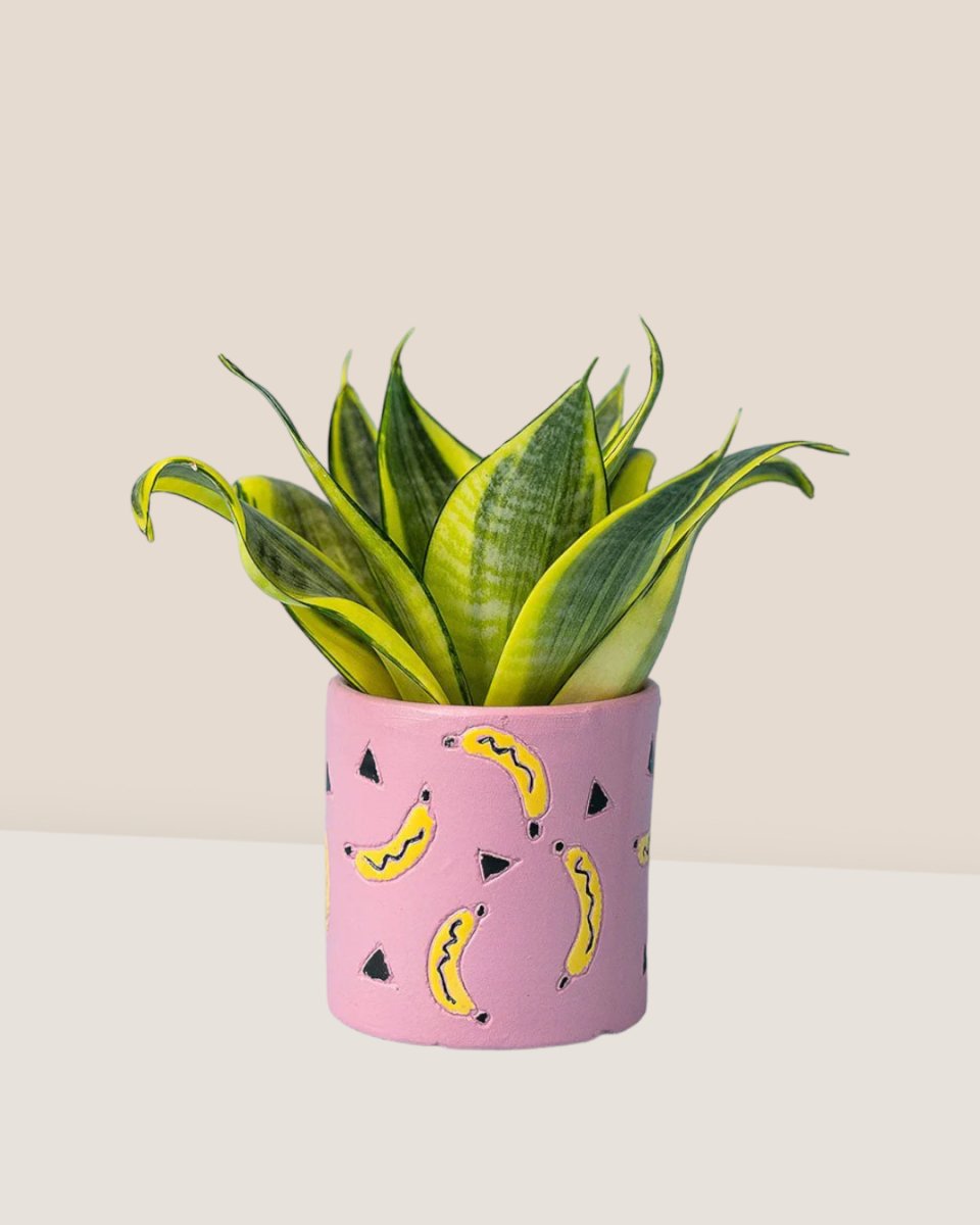 Sansevieria Trifasciata ‘Golden Hahnii’ paired with banana pot pink