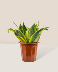 Sansevieria Trifasciata ‘Golden Hahnii’ in a grow pot