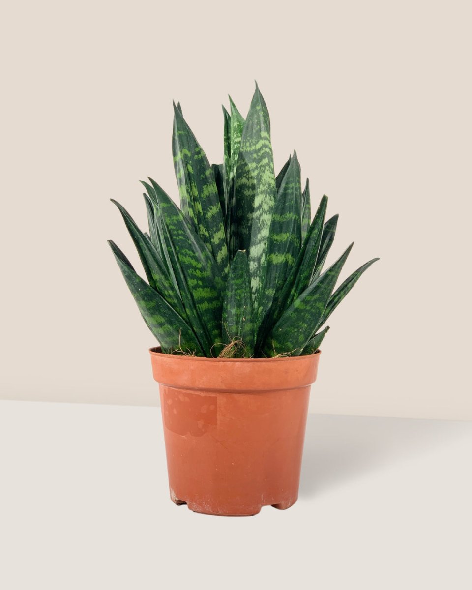 Sansevieria Trifasciata ‘Hahnii Crested’ - grow pot - Potted plant - Tumbleweed Plants - Online Plant Delivery Singapore