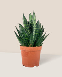 Sansevieria Trifasciata ‘Hahnii Crested’ - grow pot - Potted plant - Tumbleweed Plants - Online Plant Delivery Singapore