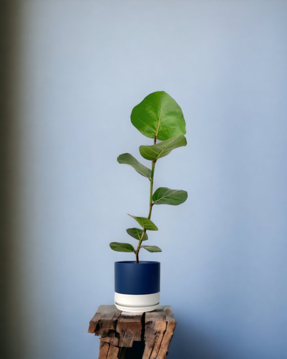 Seagrapes - egg pot - small/grey - Just plant - Tumbleweed Plants - Online Plant Delivery Singapore