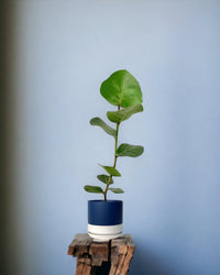 Seagrapes - egg pot - small/grey - Just plant - Tumbleweed Plants - Online Plant Delivery Singapore