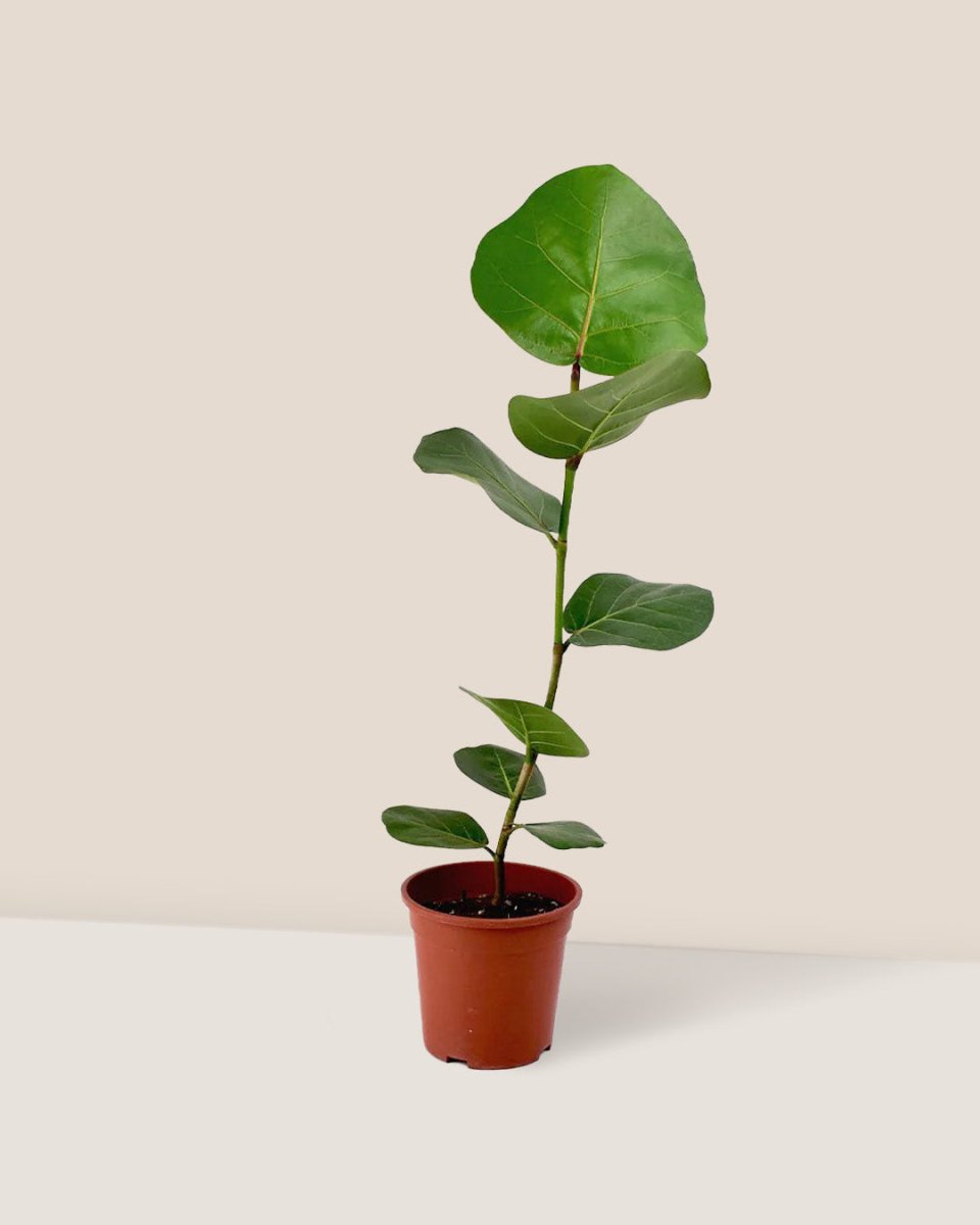 Seagrapes - plastic pot - Just plant - Tumbleweed Plants - Online Plant Delivery Singapore