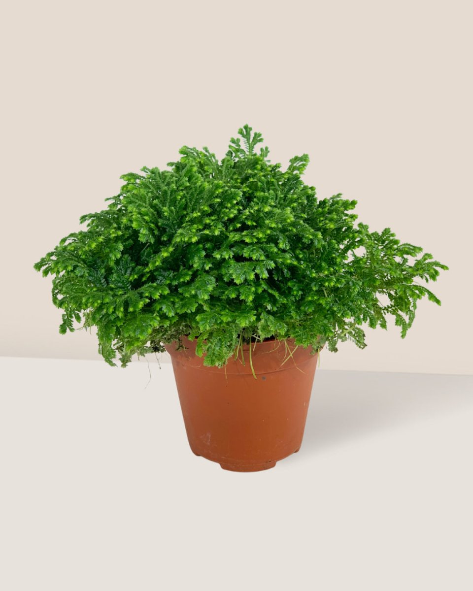 Selaginella Jori - grow pot - Potted plant - Tumbleweed Plants - Online Plant Delivery Singapore