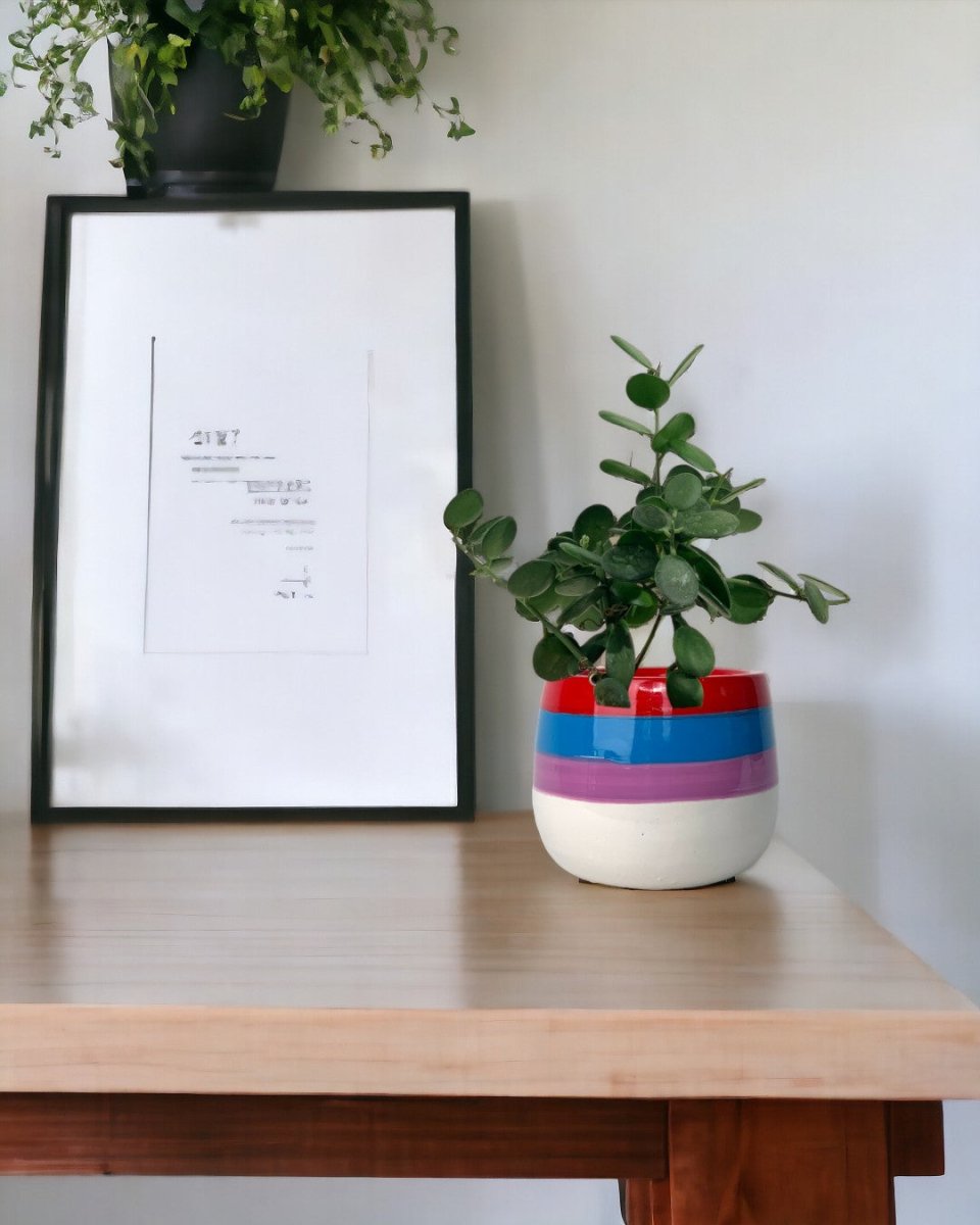 Silver Dollar Vine - black ceramic sand pot - Potted plant - Tumbleweed Plants - Online Plant Delivery Singapore