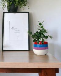 Silver Dollar Vine - black ceramic sand pot - Potted plant - Tumbleweed Plants - Online Plant Delivery Singapore