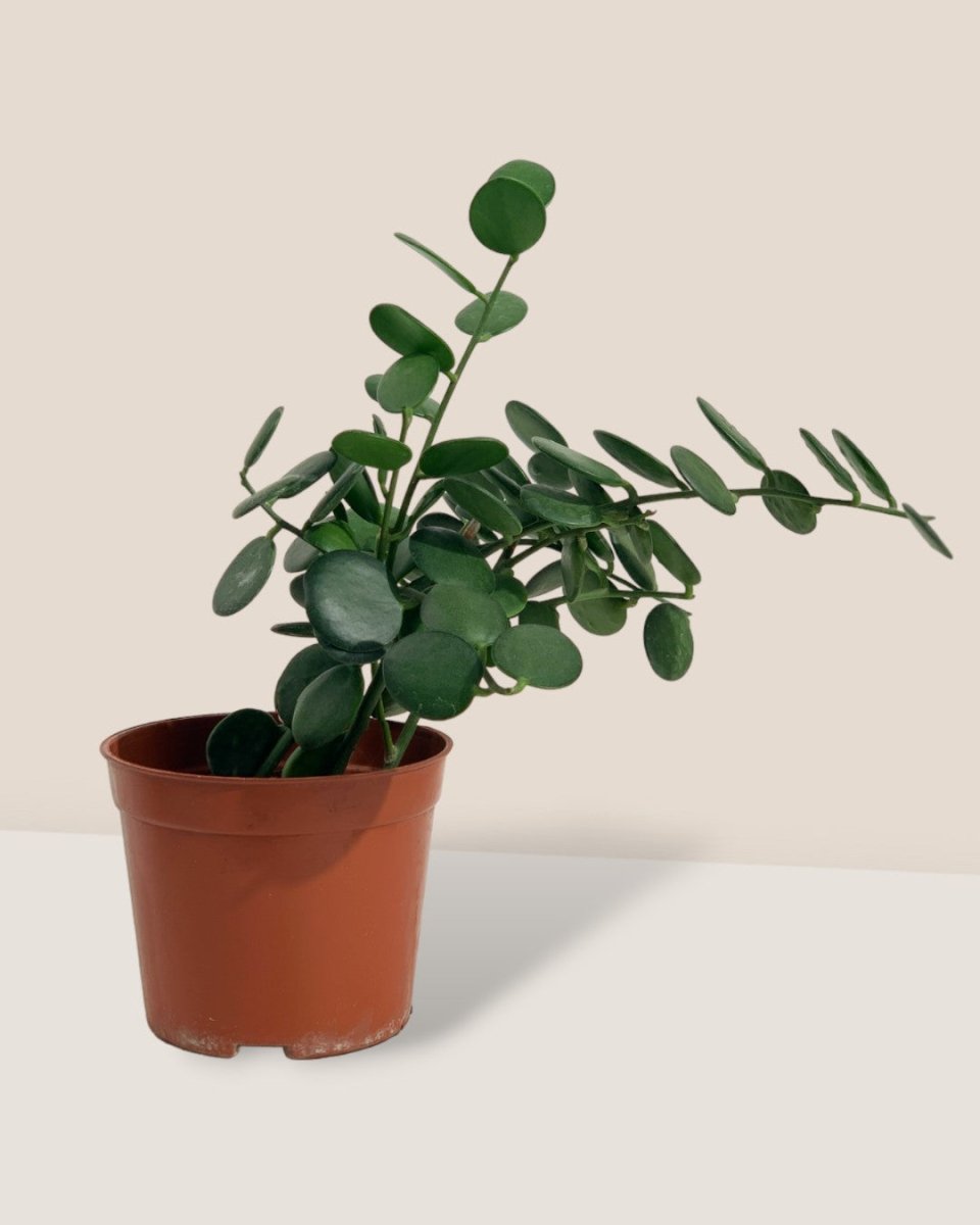 Silver Dollar Vine - grow pot - Potted plant - Tumbleweed Plants - Online Plant Delivery Singapore