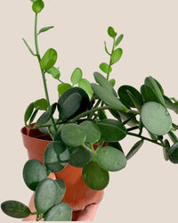 Silver Dollar Vine - brindle pot - standard/white - Potted plant - Tumbleweed Plants - Online Plant Delivery Singapore