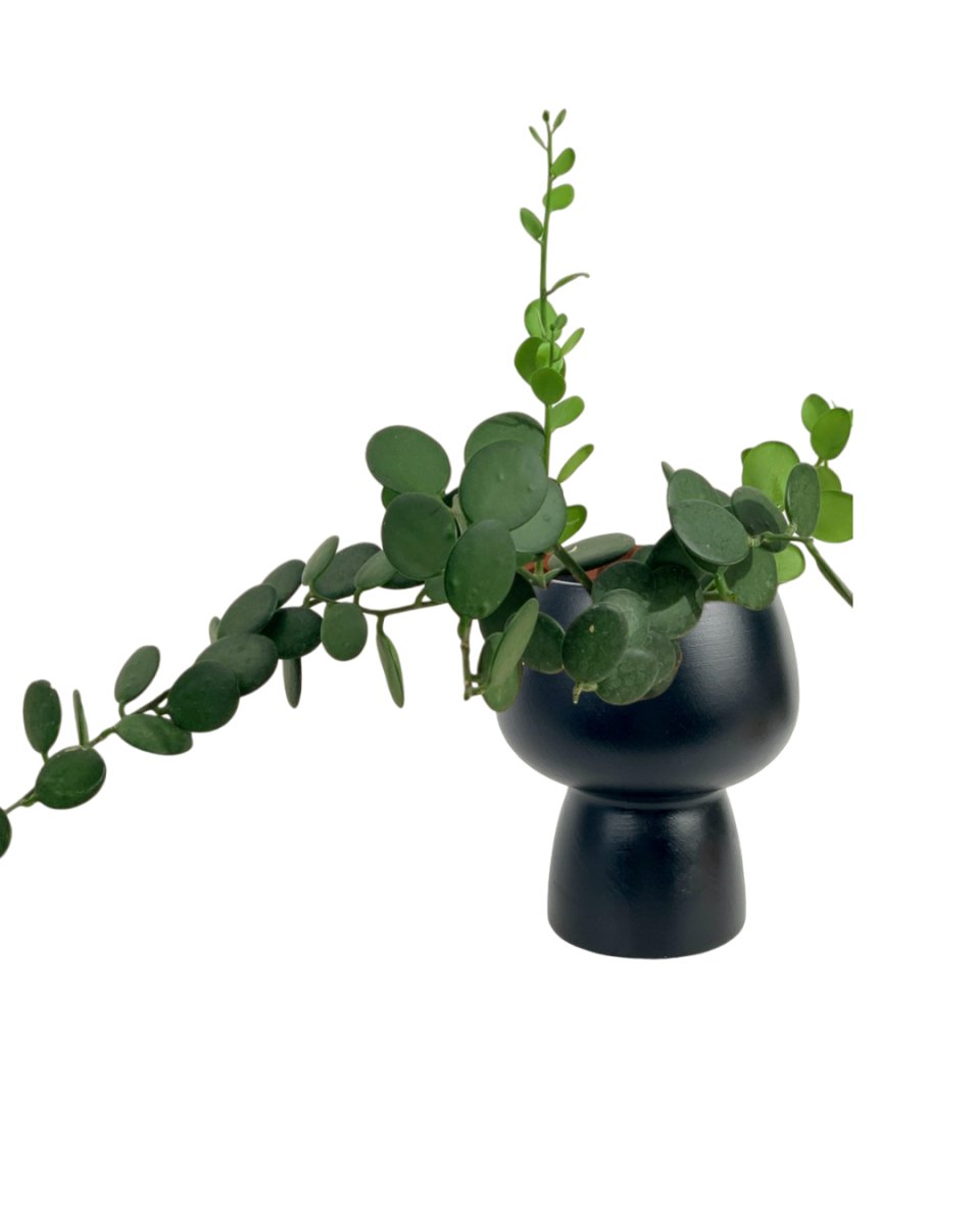 Silver Dollar Vine - black ceramic sand pot - Potted plant - Tumbleweed Plants - Online Plant Delivery Singapore