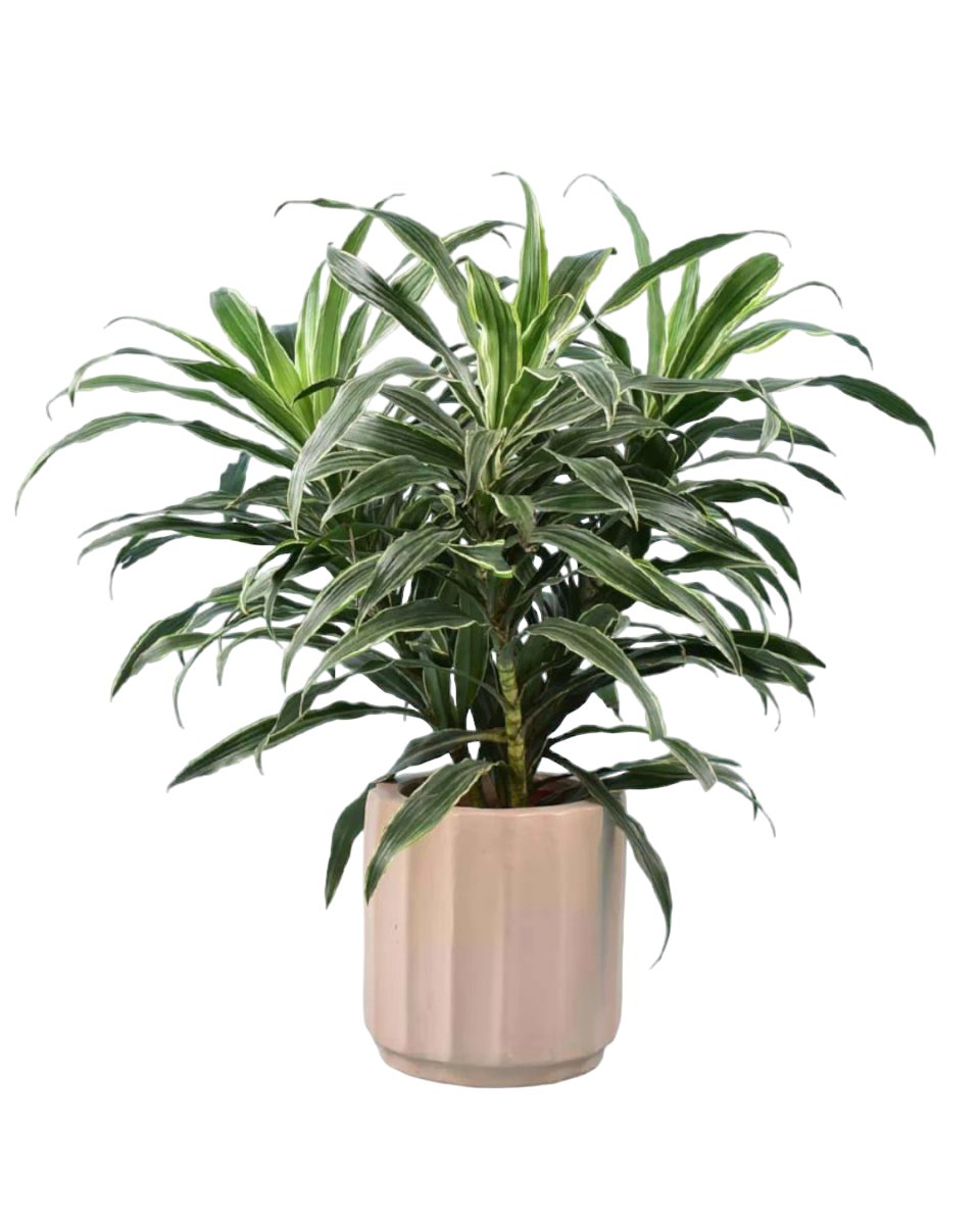 Silver Striped Dracaena paired with Roman Planter Almond