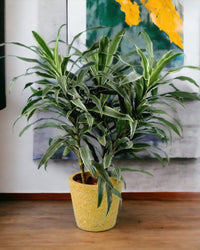 Silver Striped Dracaena paired with Terrazzo Pot Yellow