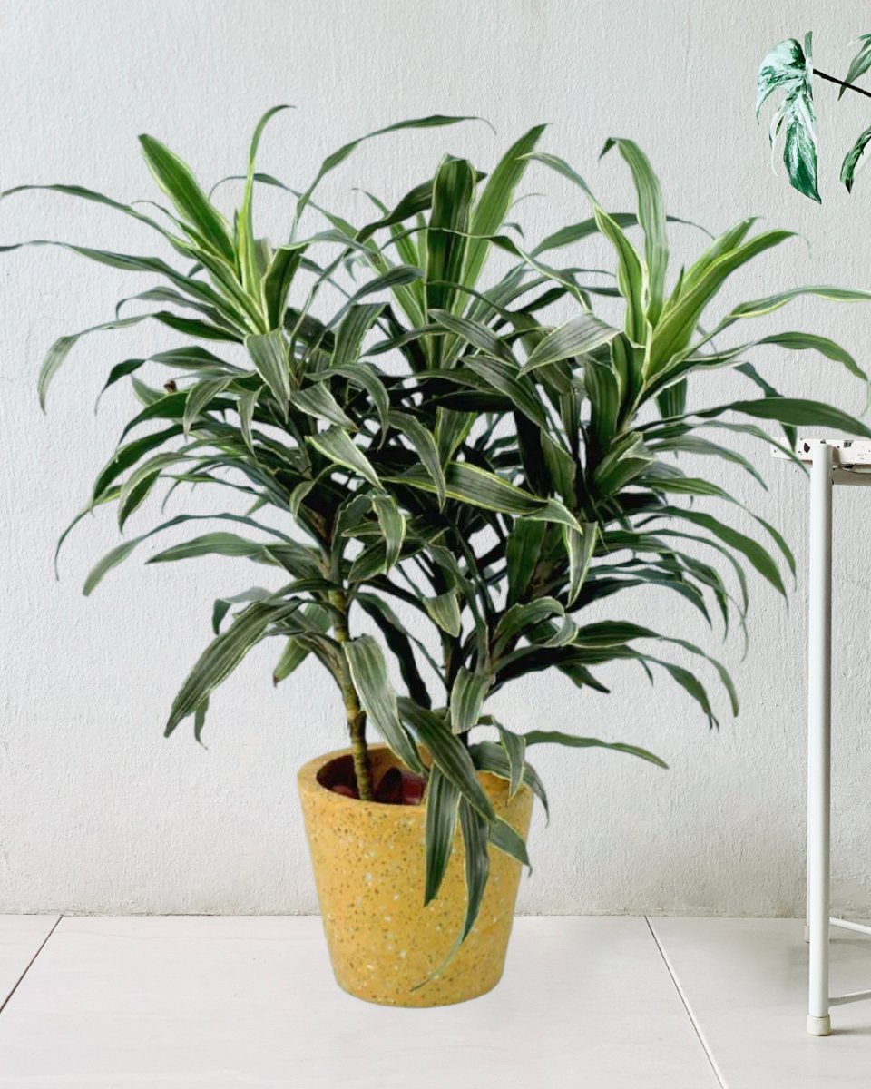 Silver Striped Dracaena paired with Terrazzo Pot Yellow