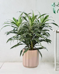 Silver Striped Dracaena paired with Roman Planter Almond