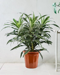 Silver Striped Dracaena in a grow pot