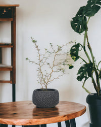 Sophora Prostrata 'Little Baby' - grow pot - Potted plant - Tumbleweed Plants - Online Plant Delivery Singapore
