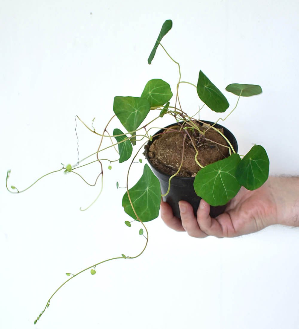 Stephania Erecta - grow pot - Just plant - Tumbleweed Plants - Online Plant Delivery Singapore