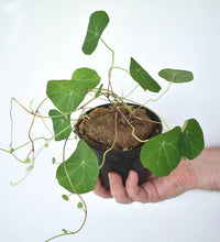 Stephania Erecta - grow pot - Just plant - Tumbleweed Plants - Online Plant Delivery Singapore