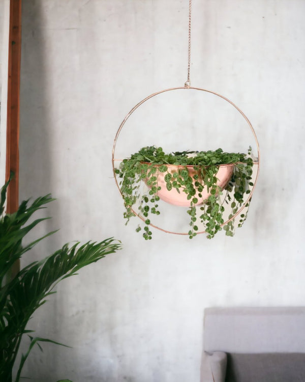 String of Turtles - grow pot - Just plant - Tumbleweed Plants - Online Plant Delivery Singapore