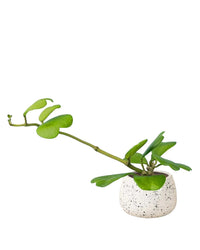 Sweetheart Hoya paired with ink splash bowl planter