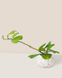 Sweetheart Hoya paired with ink splash bowl planter