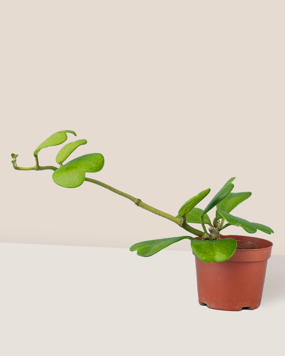 Sweetheart Hoya in a grow pot