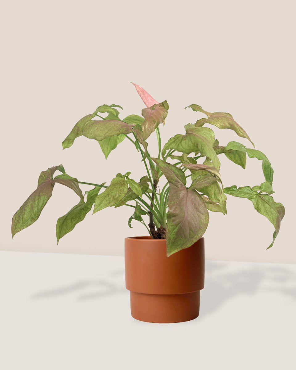 Syngonium Milk Confetti paired with plinth pot - large/chestnut