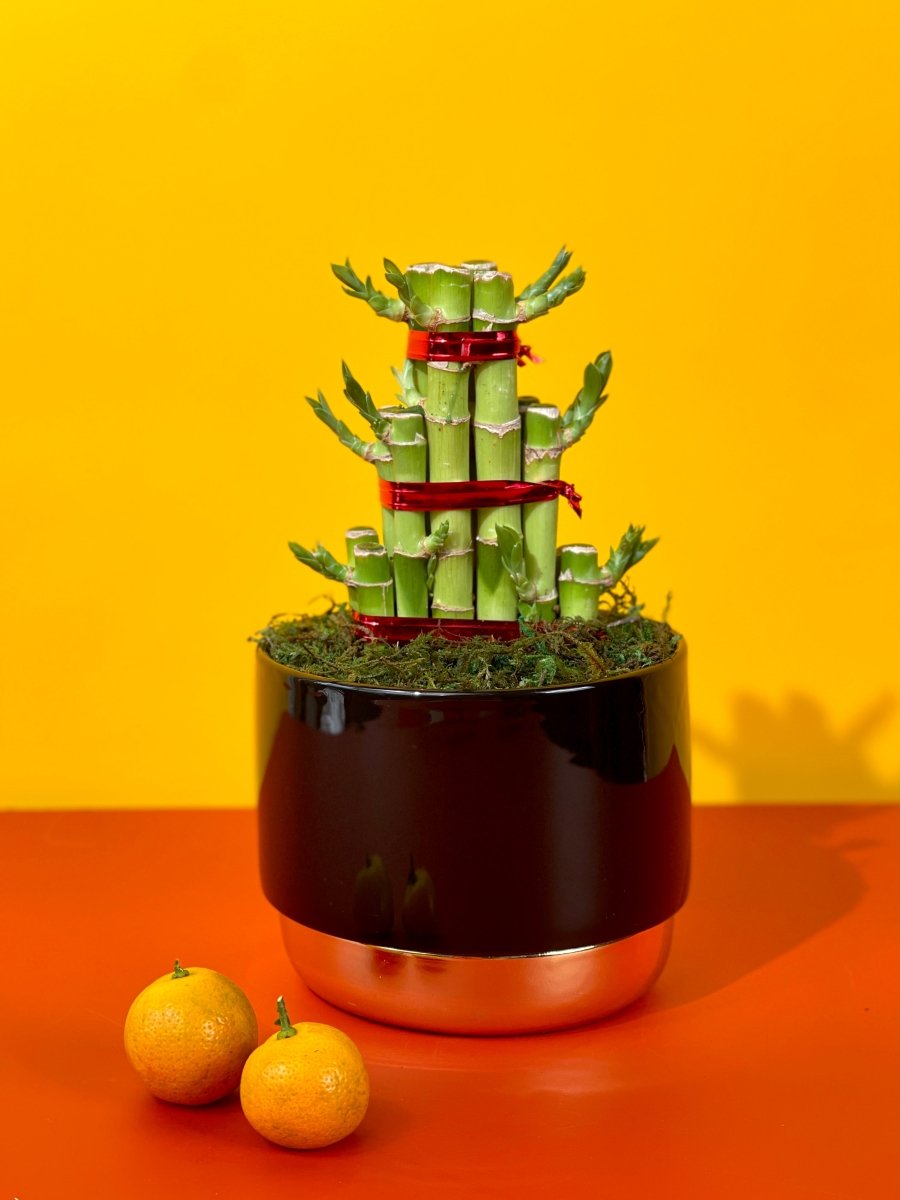topping lucky bamboo Tower Lucky Bamboo - Indoor Lucky Bamboo Plant SG