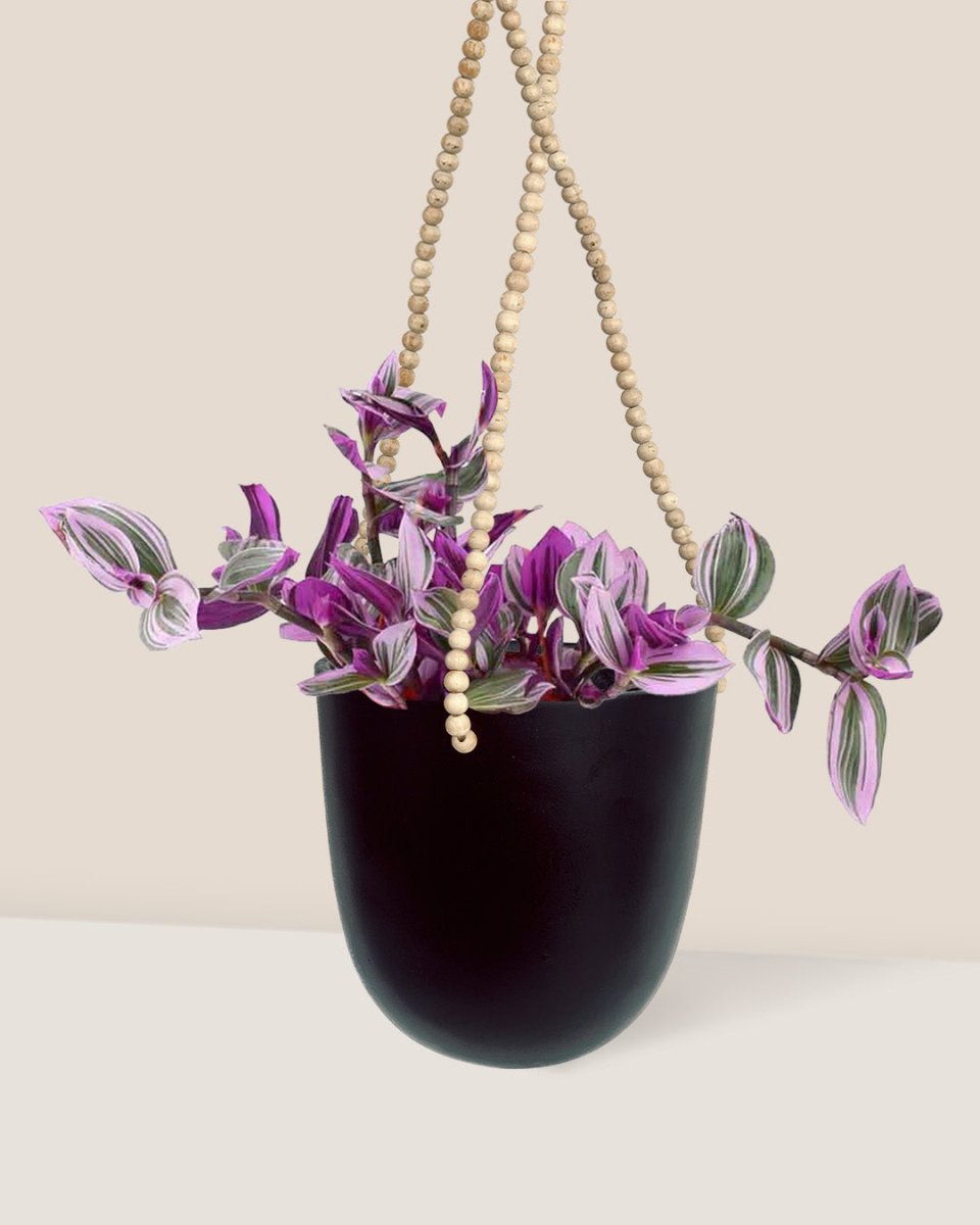 Hanging Tradescantia Nanouk paired with ungasan planter - dusk
