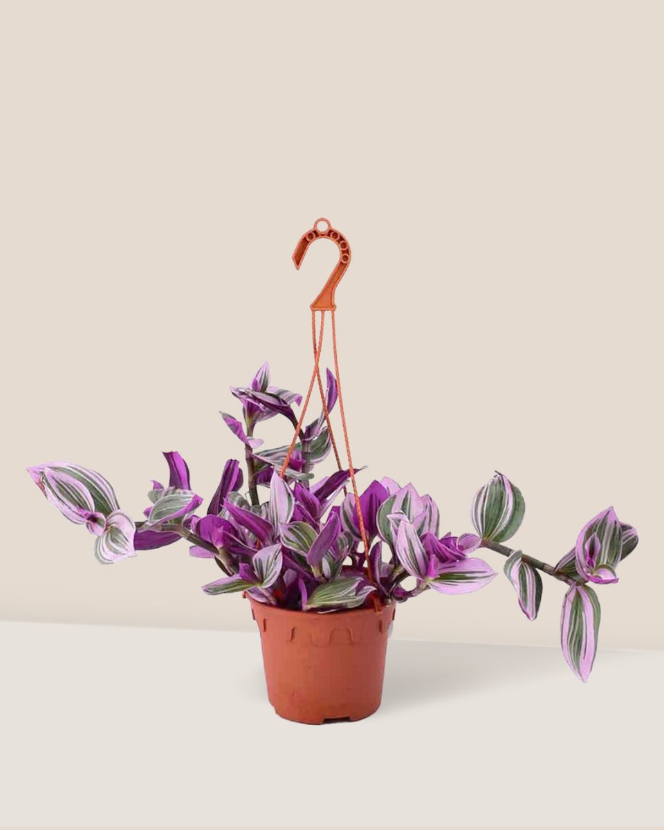 Hanging Tradescantia Nanouk in a grow pot