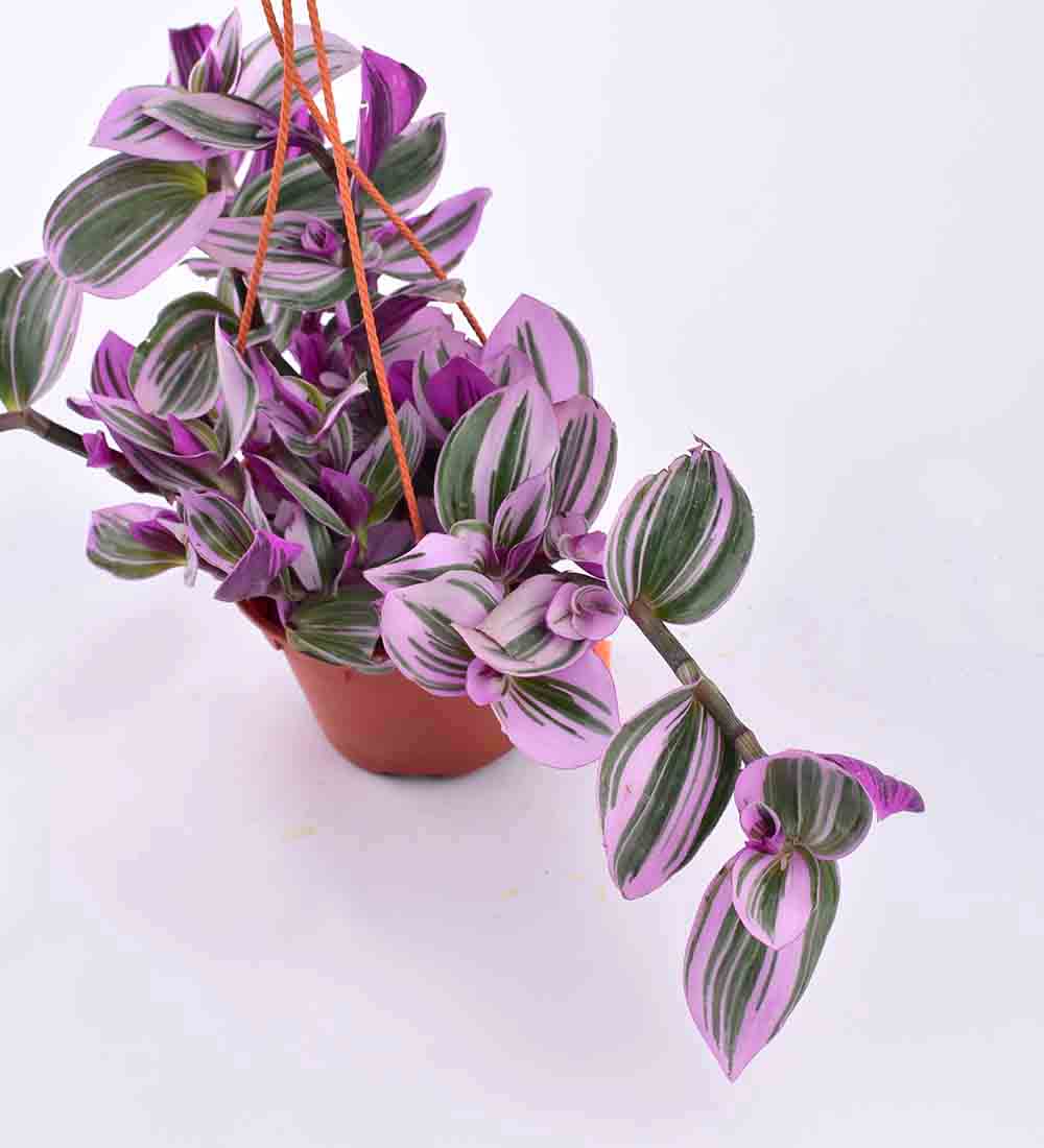 Hanging Tradescantia Nanouk in a grow pot