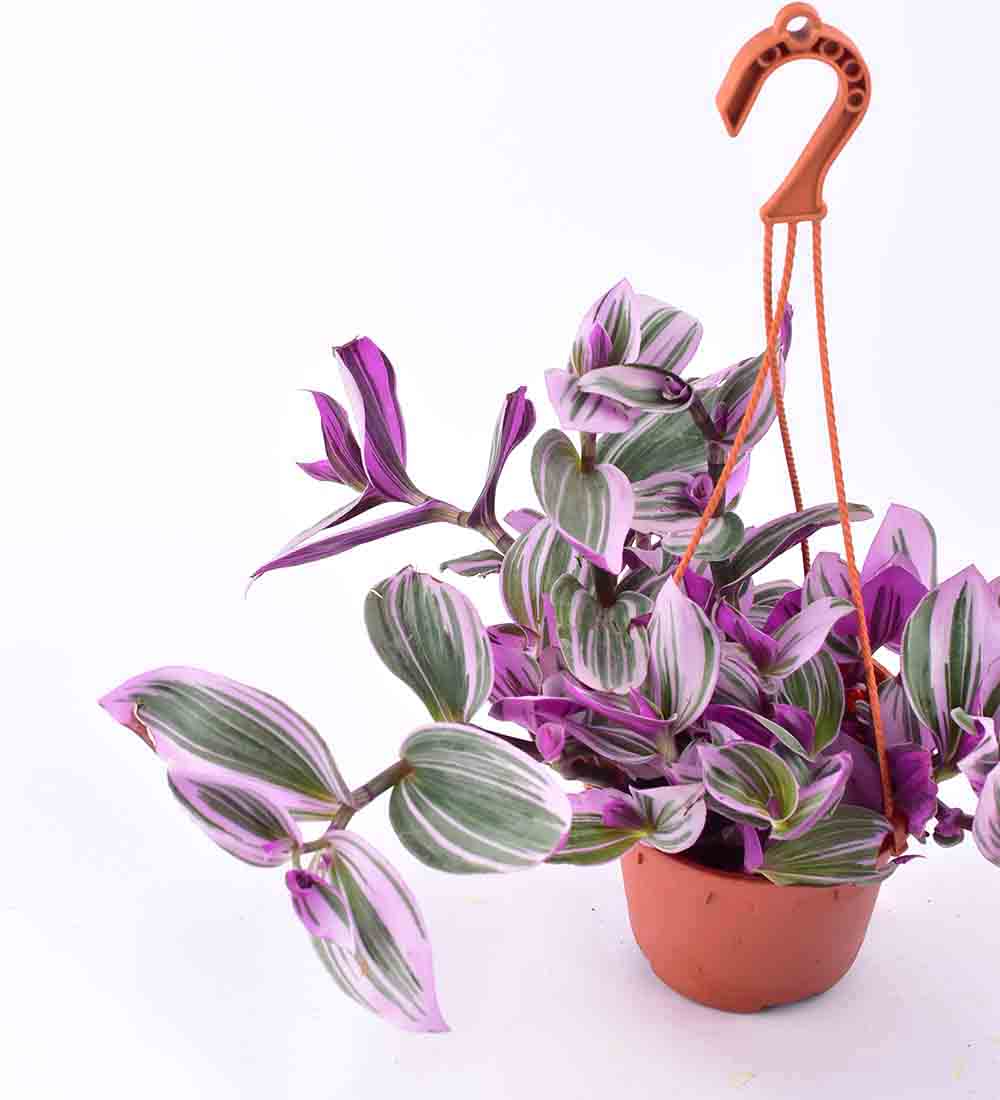 Hanging Tradescantia Nanouk in a grow pot