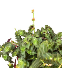 Tradescantia Tiana - plastic pot - Just plant - Tumbleweed Plants - Online Plant Delivery Singapore