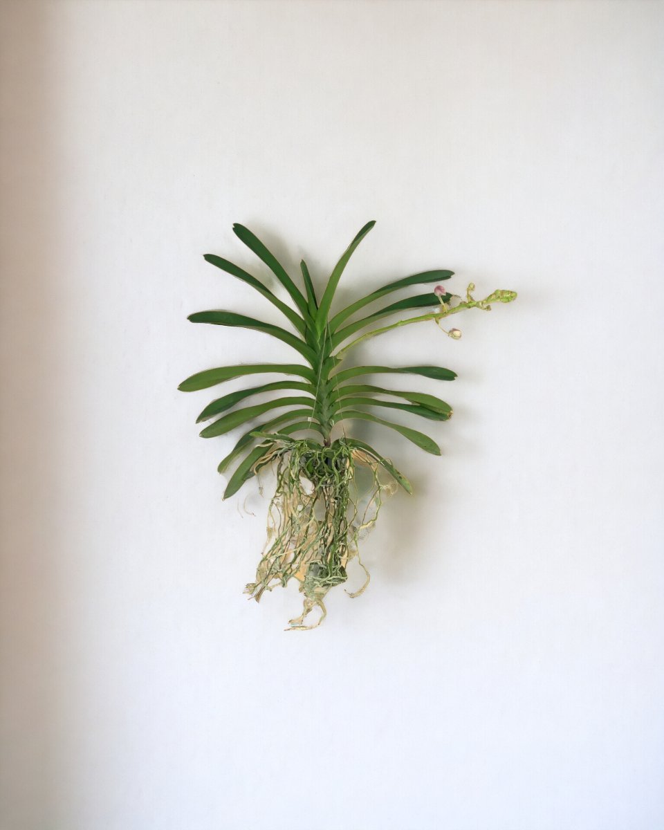 Vanda Orchid - Gifting plant - Tumbleweed Plants - Online Plant Delivery Singapore