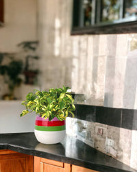 Variegated Dwarf Umbrella Tree - poppy planter - ariel - Just plant - Tumbleweed Plants - Online Plant Delivery Singapore