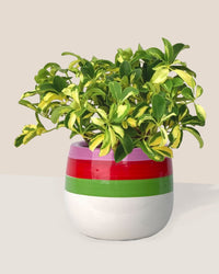 Variegated Dwarf Umbrella Tree - poppy planter - ariel - Just plant - Tumbleweed Plants - Online Plant Delivery Singapore