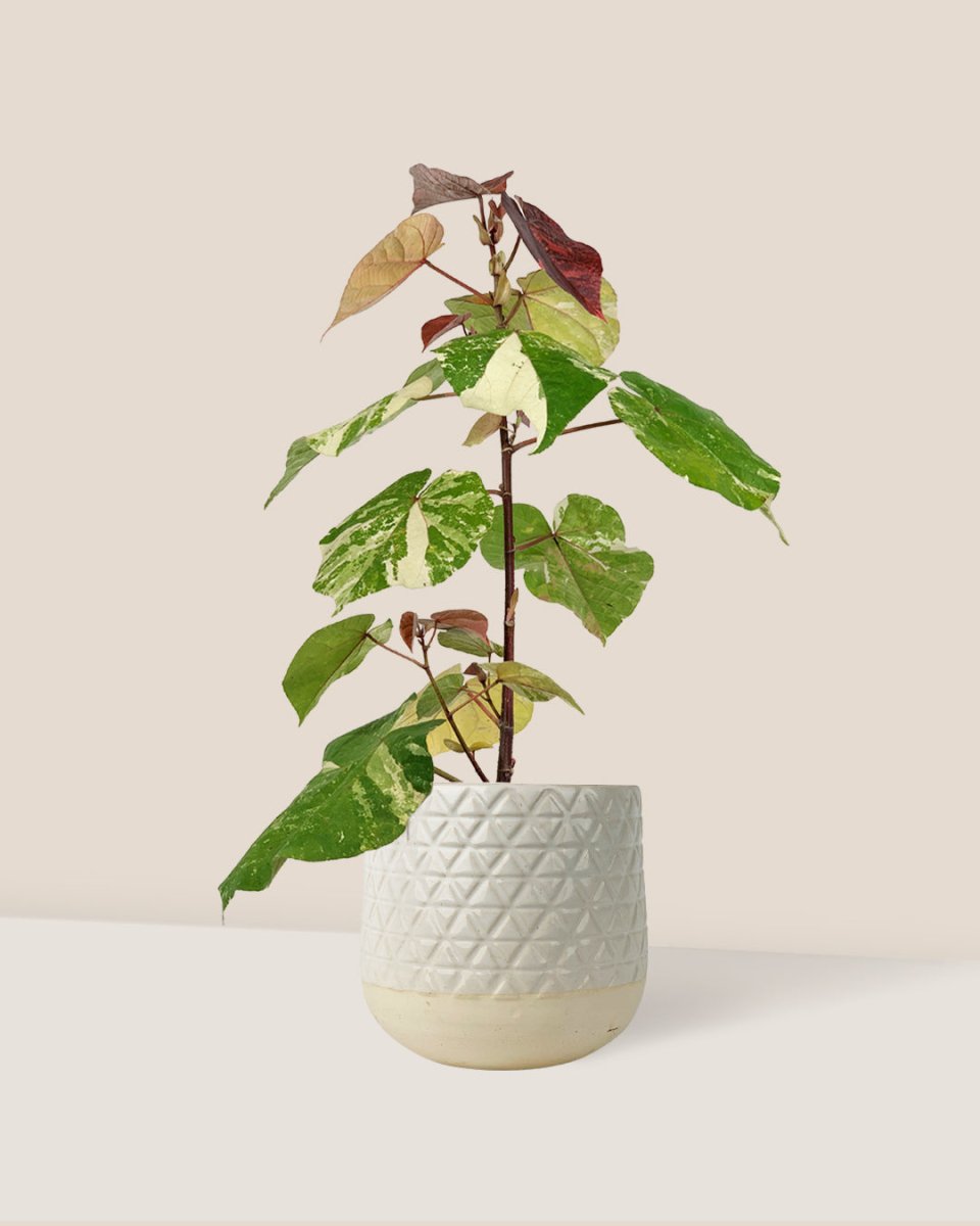 Variegated Sea Hibiscus - sunday planter - Potted plant - Tumbleweed Plants - Online Plant Delivery Singapore