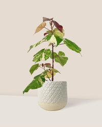 Variegated Sea Hibiscus - sunday planter - Potted plant - Tumbleweed Plants - Online Plant Delivery Singapore