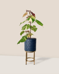 Variegated Sea Hibiscus - diamond stand - small - Potted plant - Tumbleweed Plants - Online Plant Delivery Singapore