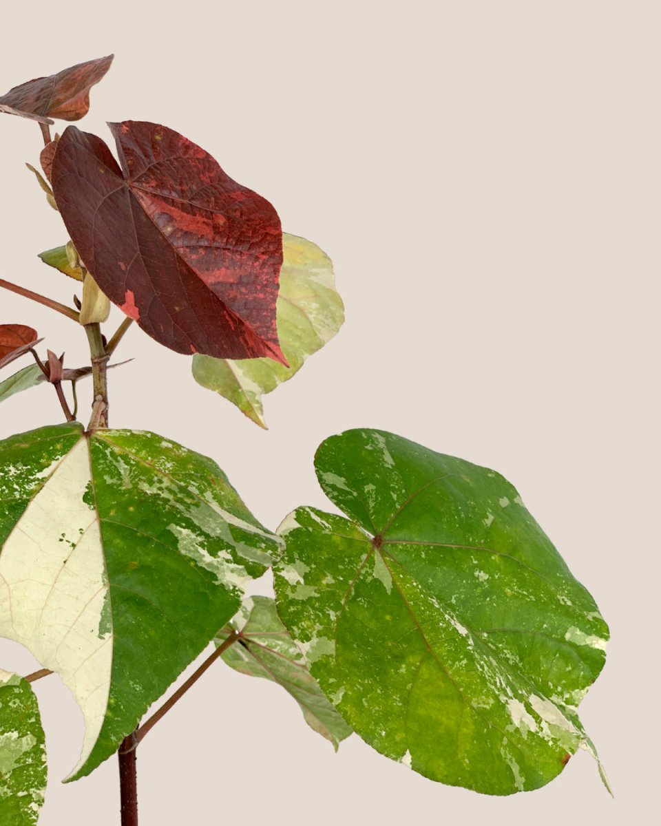 Variegated Sea Hibiscus - grow pot - Potted plant - Tumbleweed Plants - Online Plant Delivery Singapore