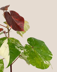 Variegated Sea Hibiscus - grow pot - Potted plant - Tumbleweed Plants - Online Plant Delivery Singapore