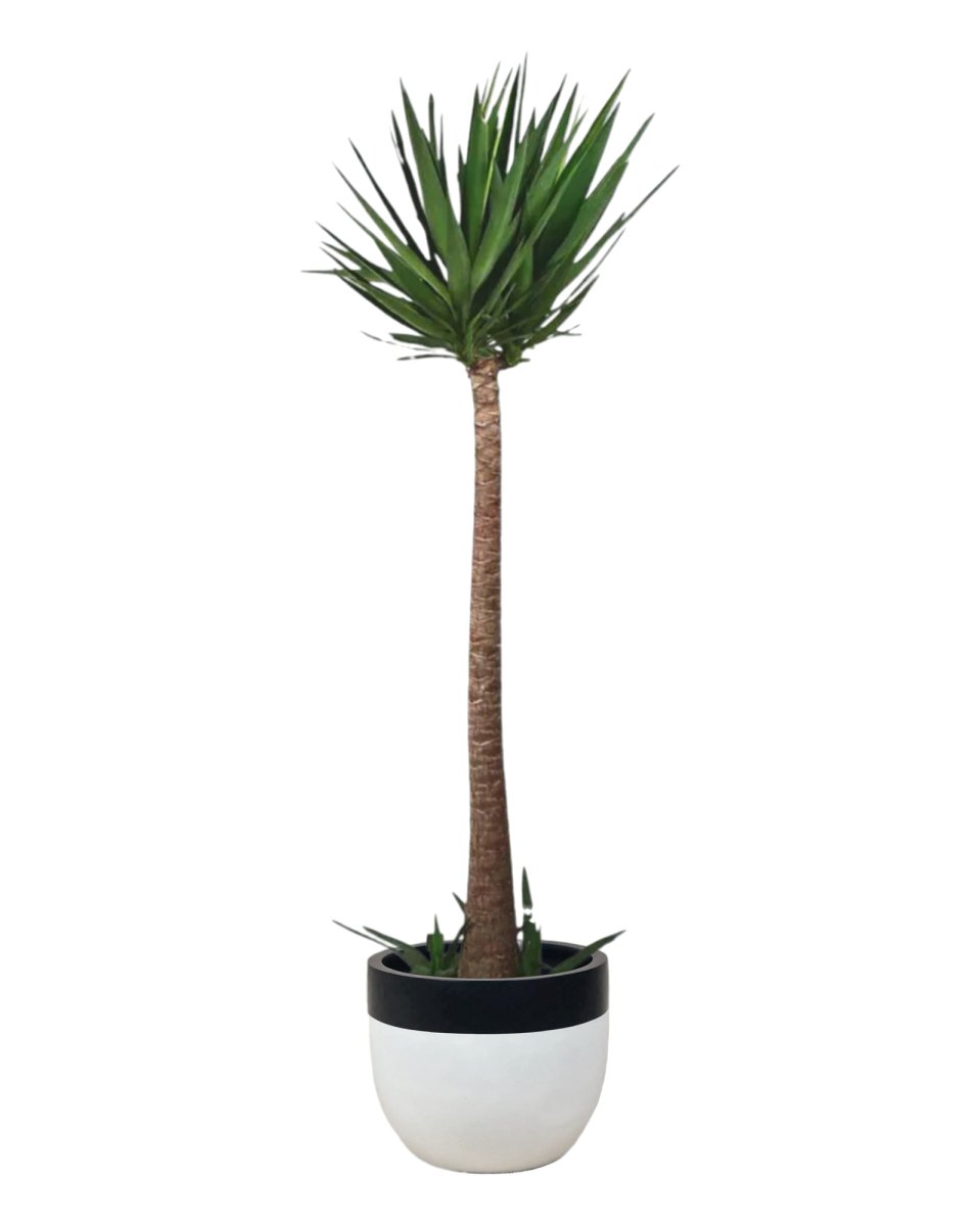 Yucca Cane - large resin planters - white/black - Potted plant - Tumbleweed Plants - Online Plant Delivery Singapore