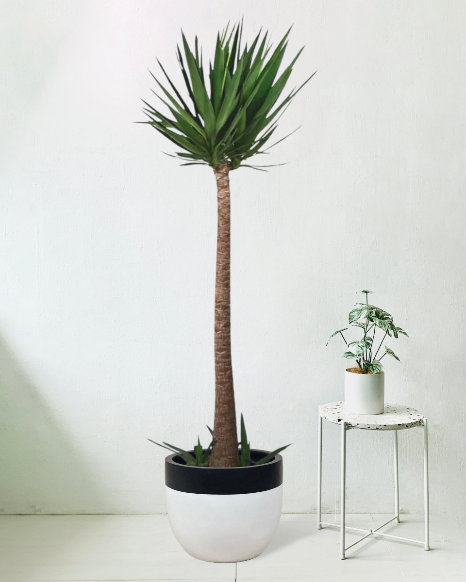 Yucca Cane - large resin planters - white/black - Potted plant - Tumbleweed Plants - Online Plant Delivery Singapore