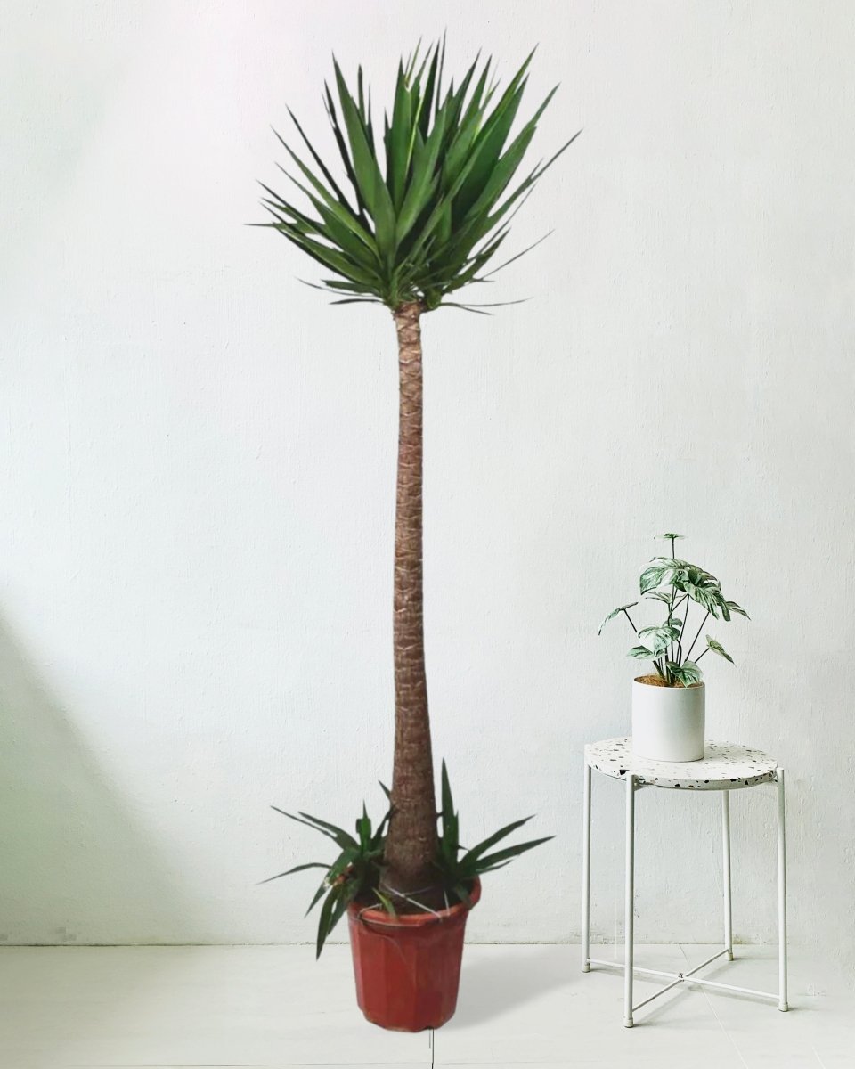 Yucca Cane - plastic pot - Potted plant - Tumbleweed Plants - Online Plant Delivery Singapore