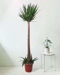 Yucca Cane - plastic pot - Potted plant - Tumbleweed Plants - Online Plant Delivery Singapore