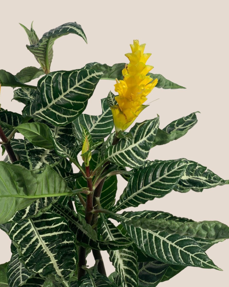Zebra Yellow - grow pot - Potted plant - Tumbleweed Plants - Online Plant Delivery Singapore
