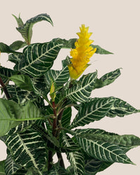 Zebra Yellow - grow pot - Potted plant - Tumbleweed Plants - Online Plant Delivery Singapore